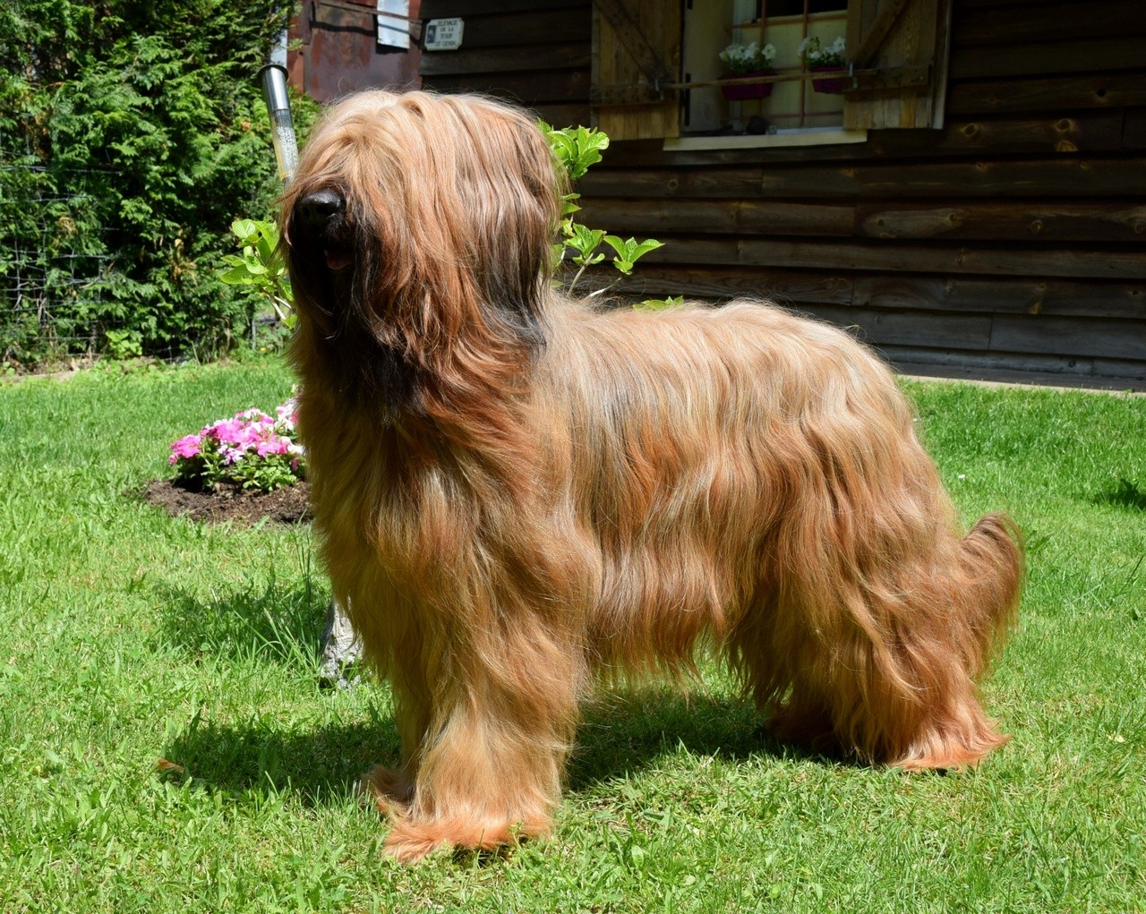 CH. H'aloa viva goldblonde De La Tour Saint-Genin