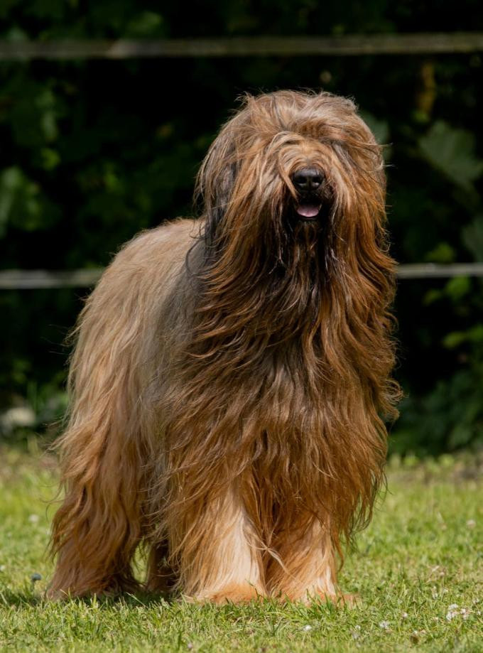 Ch. Podium blond De La Tour Saint-Genin