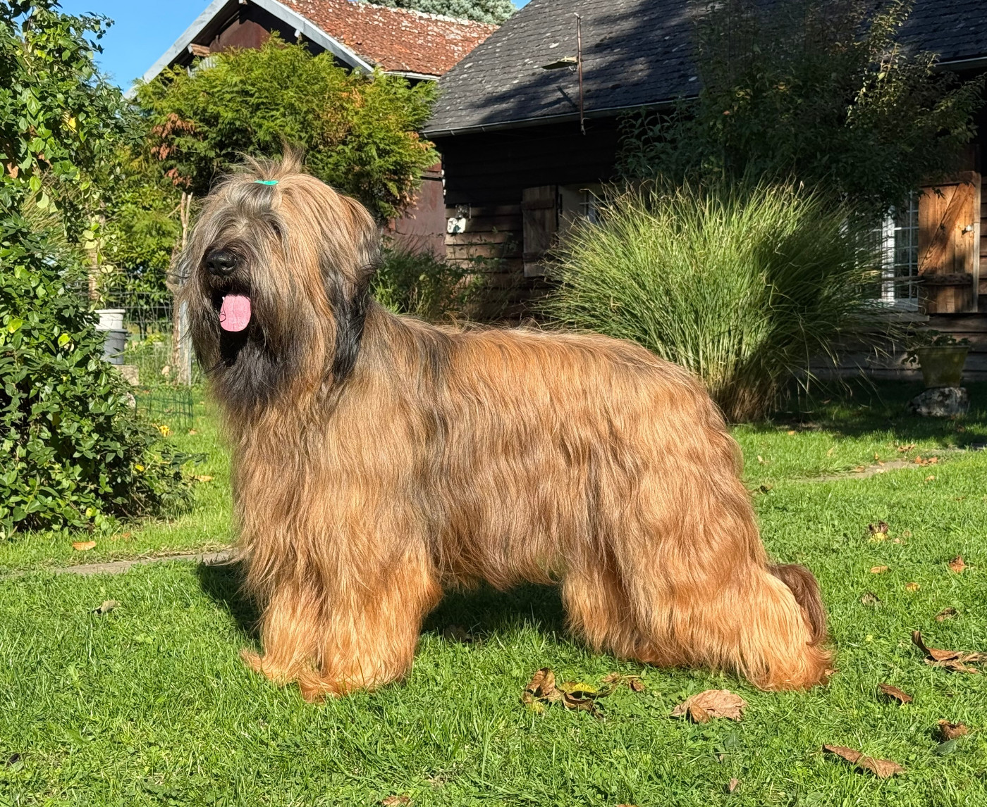 CH. Sagha pia blonde De La Tour Saint-Genin