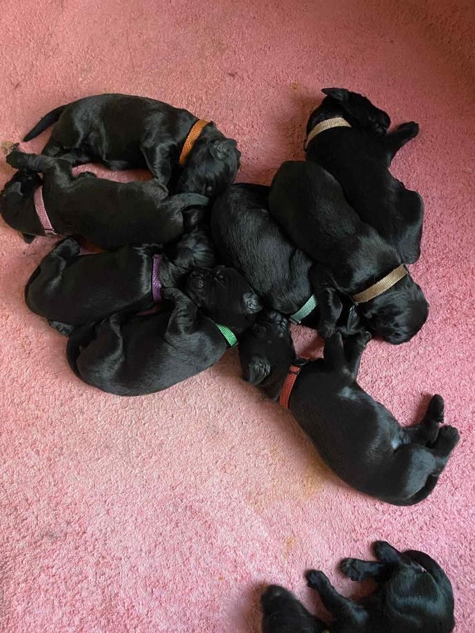 De La Tour Saint-Genin - Chiots disponibles - Berger de Brie