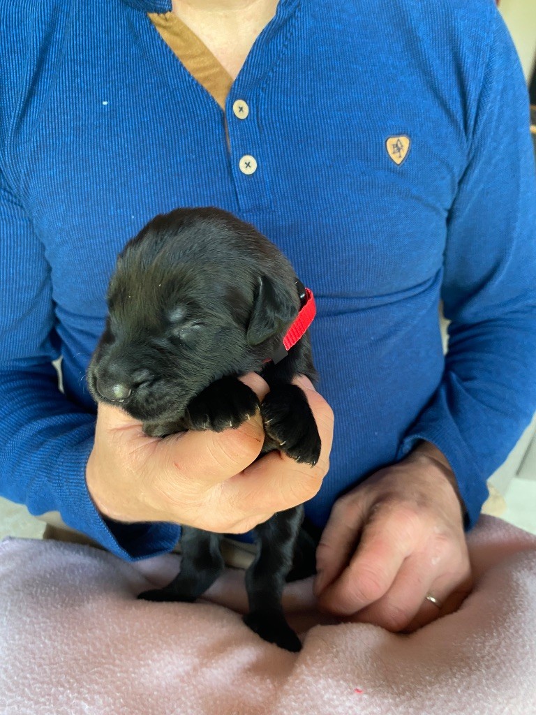 De La Tour Saint-Genin - Chiots disponibles - Berger de Brie
