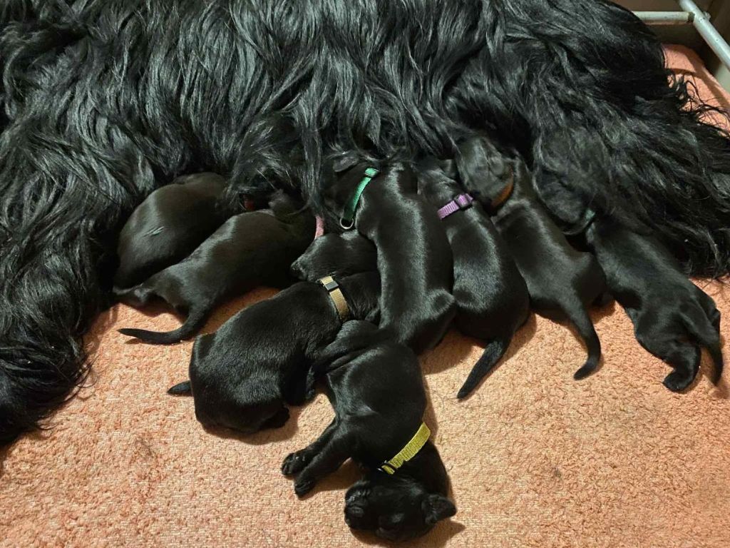 De La Tour Saint-Genin - Chiots disponibles - Berger de Brie