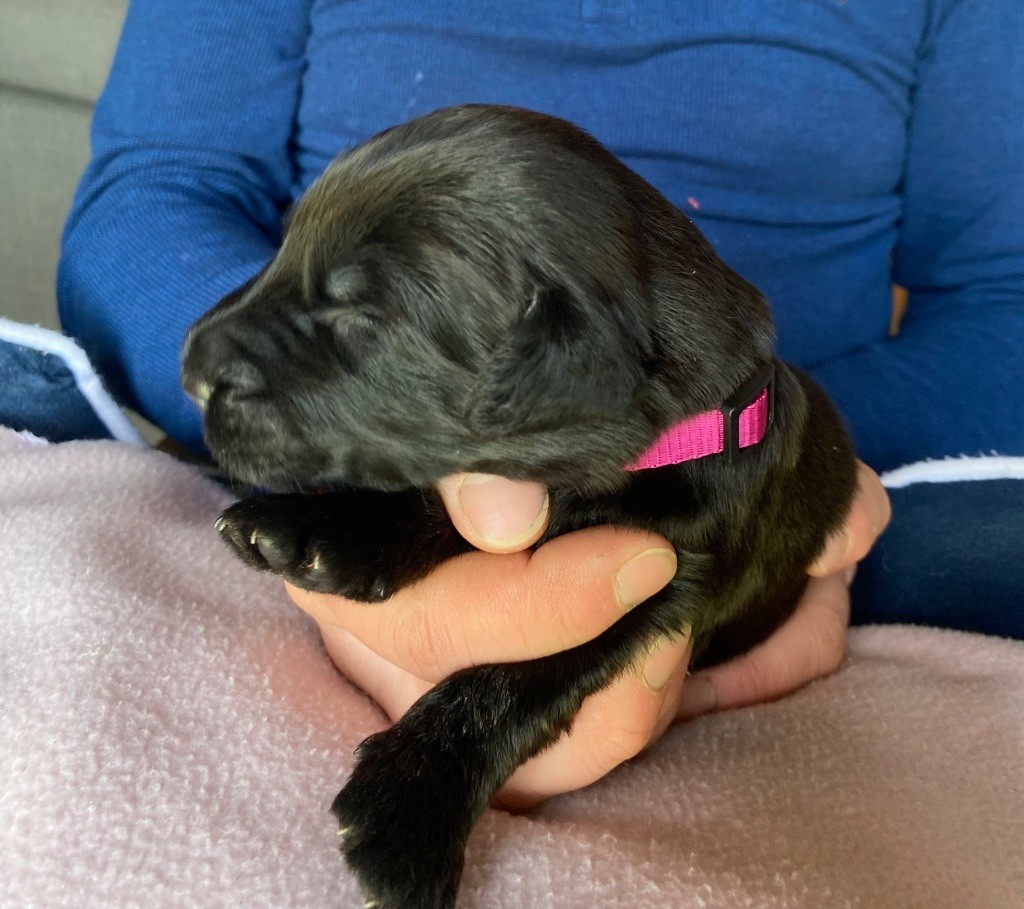 De La Tour Saint-Genin - Chiots disponibles - Berger de Brie