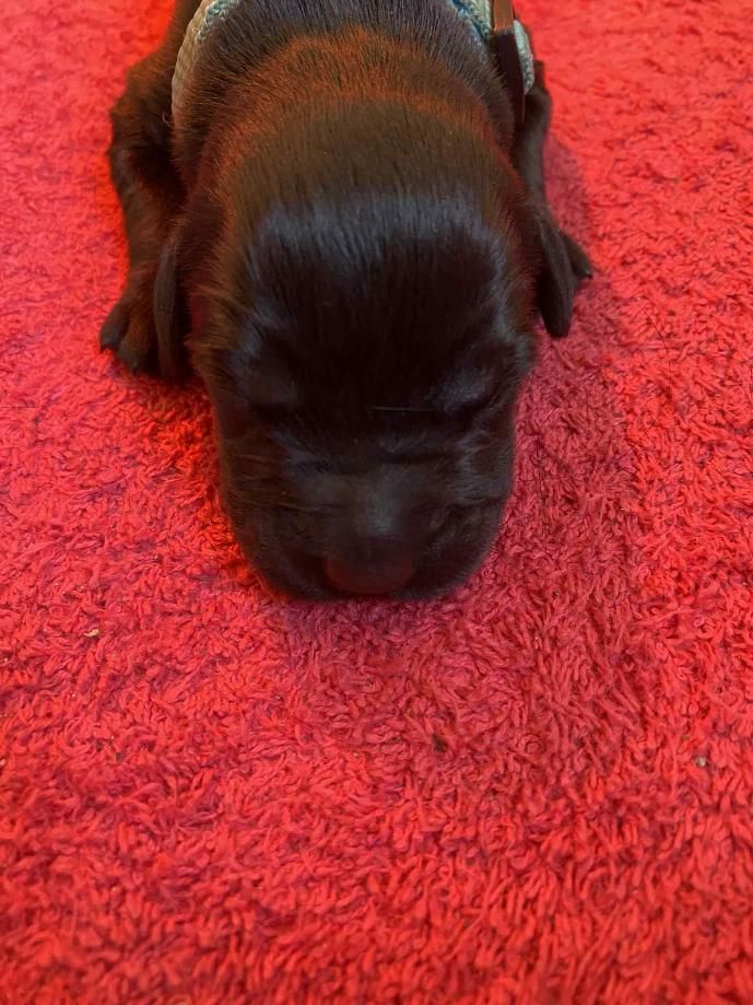 De La Tour Saint-Genin - Chiots disponibles - Berger de Brie
