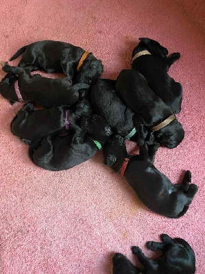 CHIOT 2