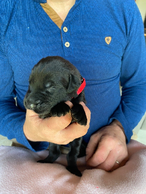 CHIOT 4
