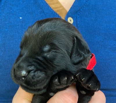 CHIOT 7