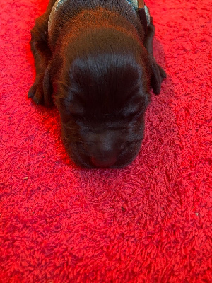 CHIOT 3