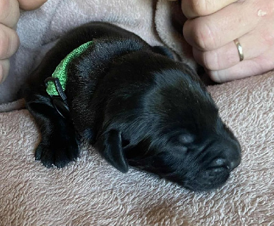 CHIOT 4