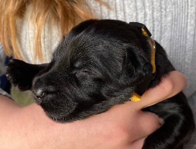 CHIOT 9