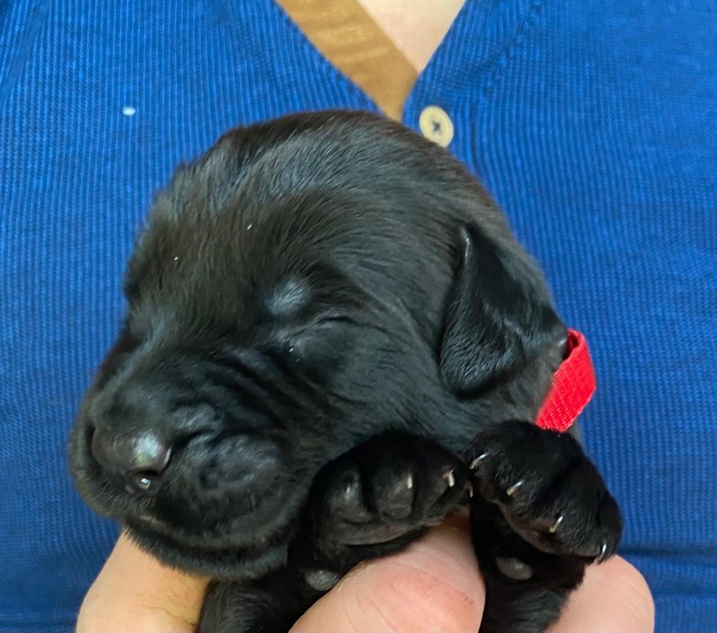 De La Tour Saint-Genin - Chiots disponibles - Berger de Brie