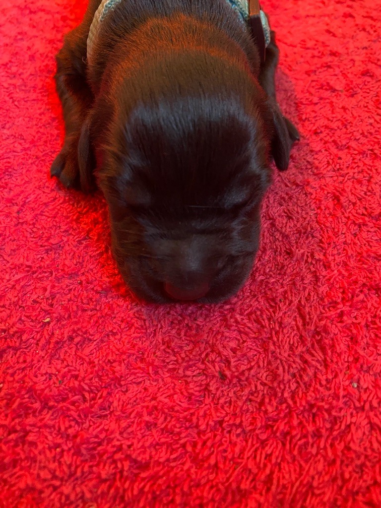 De La Tour Saint-Genin - Chiots disponibles - Berger de Brie