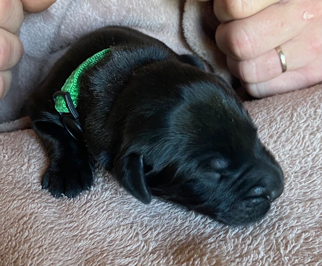 De La Tour Saint-Genin - Chiots disponibles - Berger de Brie