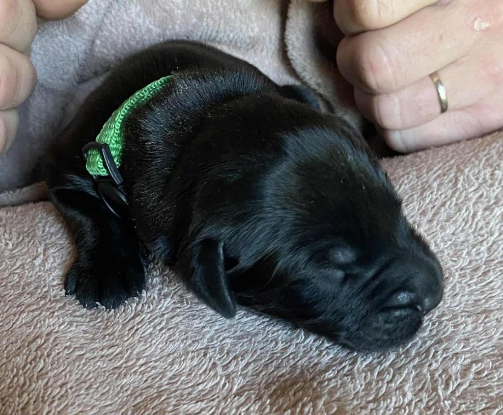 De La Tour Saint-Genin - Chiots disponibles - Berger de Brie