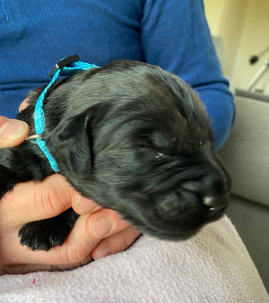 De La Tour Saint-Genin - Chiots disponibles - Berger de Brie