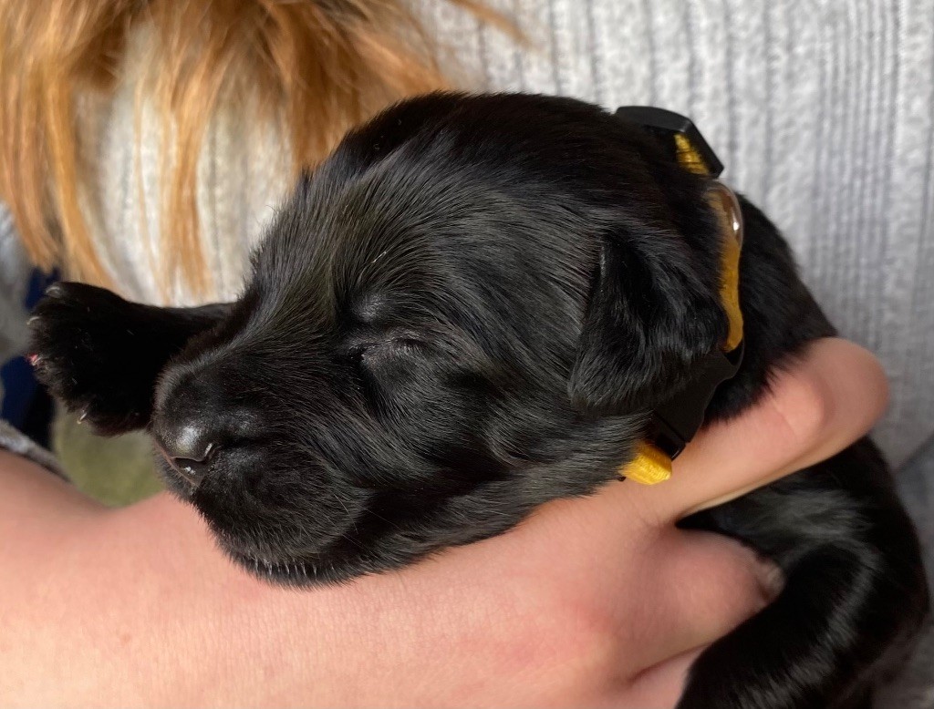 De La Tour Saint-Genin - Chiots disponibles - Berger de Brie