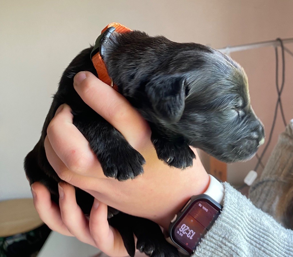 De La Tour Saint-Genin - Chiots disponibles - Berger de Brie